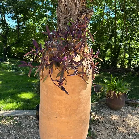 L Echo Du Canigou Sahorre